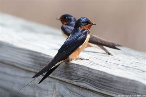 just swallows